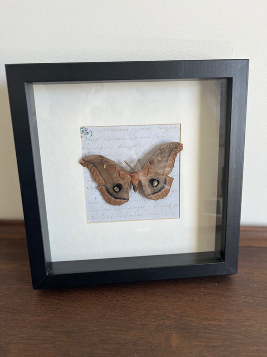 Shadow Box - Medium