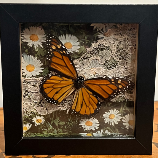 Shadow Box - Small